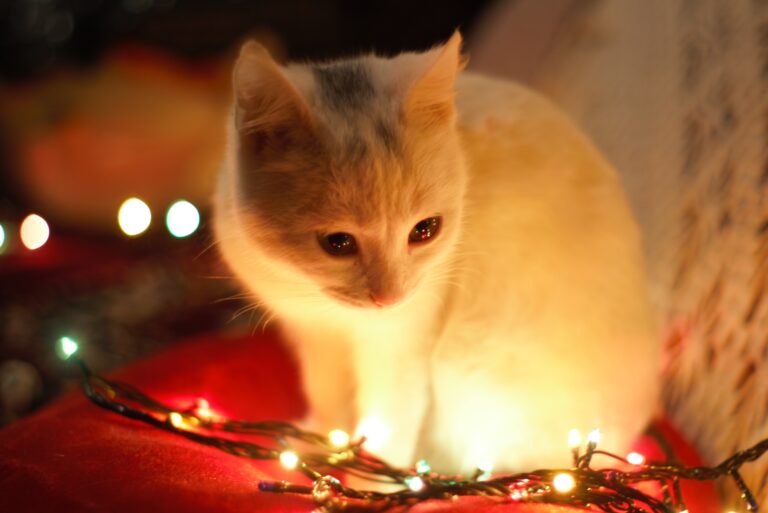 Christmas 2022 Kitten